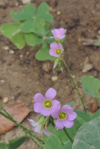 Oxalis latifolia / Acetosella a coda di pesce